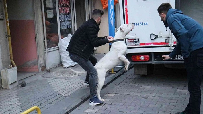 Pitbull ile saldırdılar