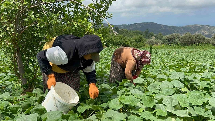 Kavurucu Sıcakta 700 TL'ye çalışıyorlar