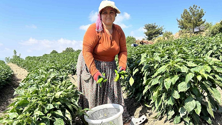 Kavurucu sıcakta en acı hasat