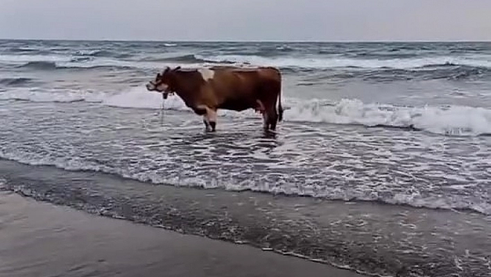 Kavurucu sıcaktan bunalan inek soluğu denizde aldı