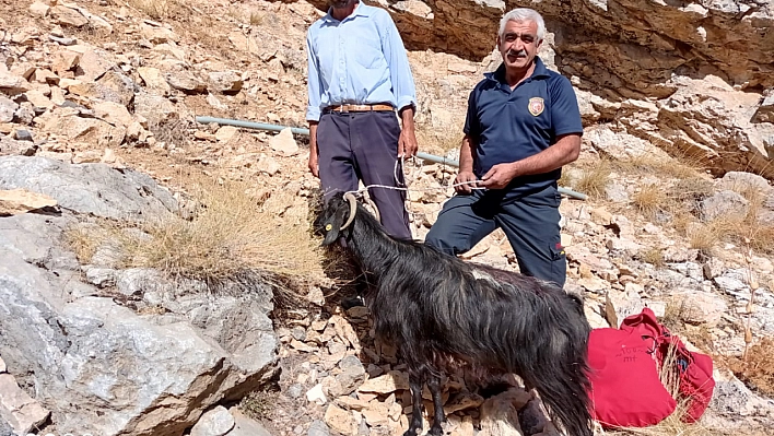 Kayalıklarda mahsur kalan keçi kurtarıldı