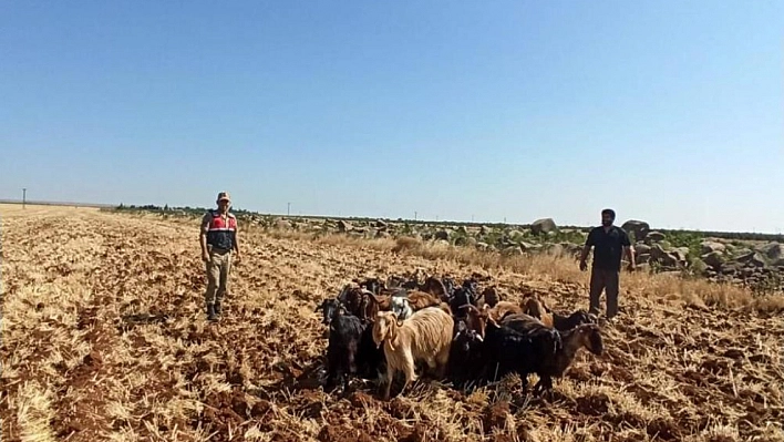 Kaybolan hayvanları jandarma buldu