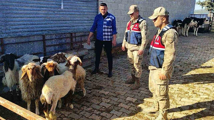 Kaybolan koyunları jandarma buldu