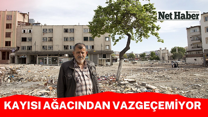 Kayısı ağacından vazgeçemiyor