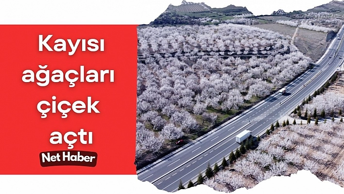 Kayısı ağaçları çiçek açtı