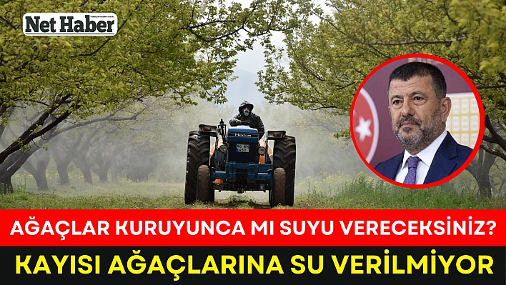 Kayısı ağaçlarına su verilmiyor