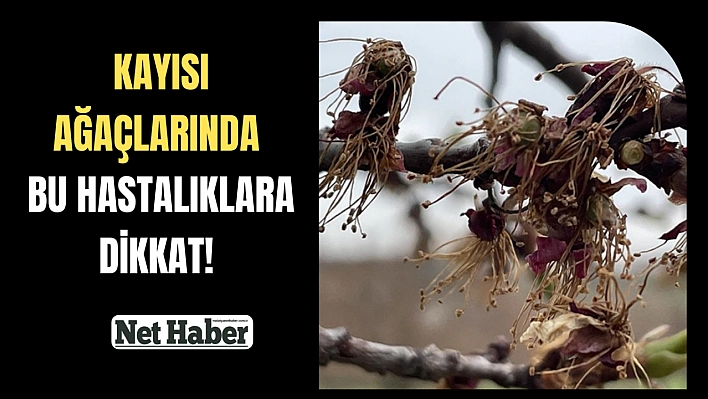 Kayısı ağaçlarında bu hastalıklara dikkat! Önlemler haberimizde 