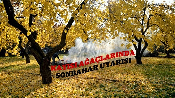 Kayısı ağaçlarında sonbahar uyarısı