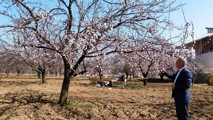 Kayısı erken çiçek açtı