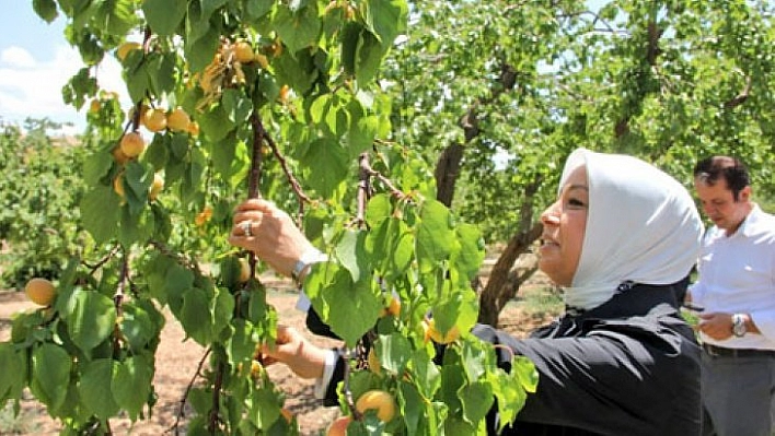 Kayısı Birlik için çalışma yapılacak