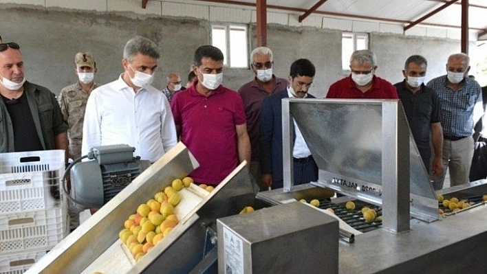 Kayısı boylama makinesi tanıtıldı