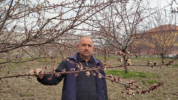 Kayısı çiçek açtı