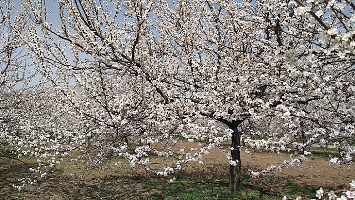 Kayısı çiçek açtı