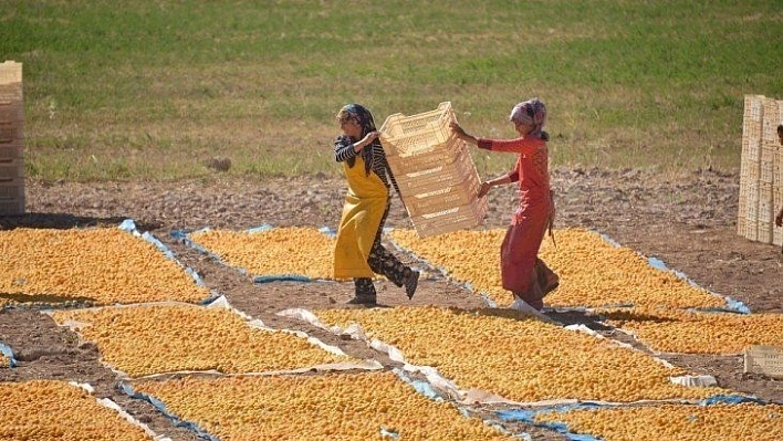 Kayısıda yeni dönem