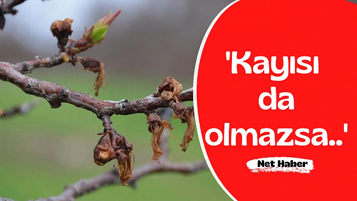 'Kayısı da olmazsa..'