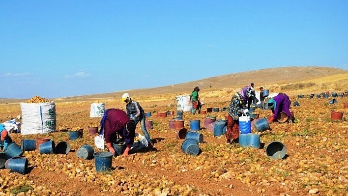 Malatya'da  patates hasadı