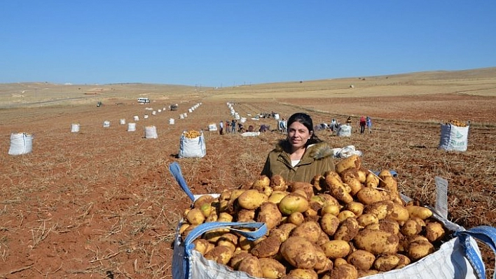 Patates hasadı tamamlandı