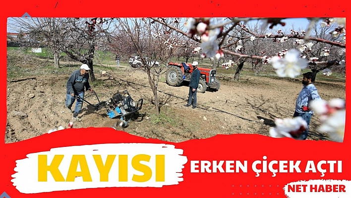 Kayısı erken çiçek açtı