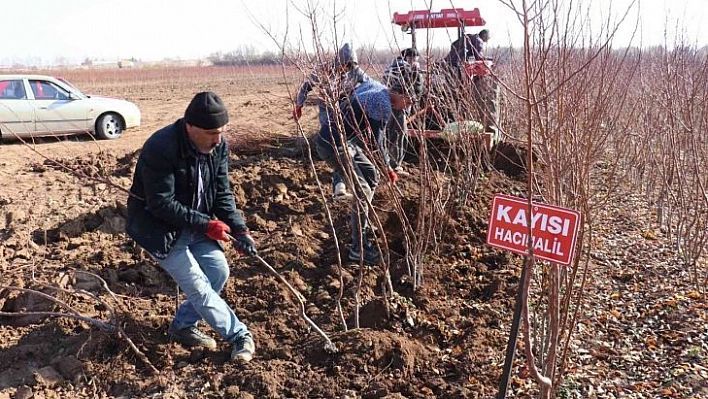 Fideye talep arttı