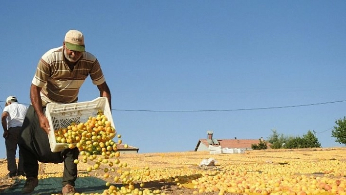 Kayısıdan 251 milyon dolar