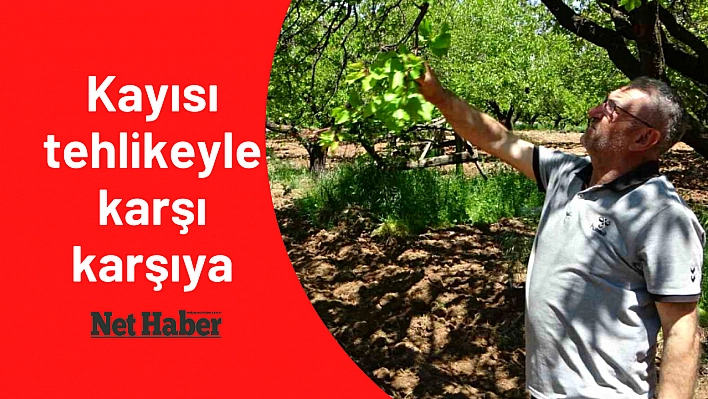 Kayısı tehlikeyle karşı karşıya