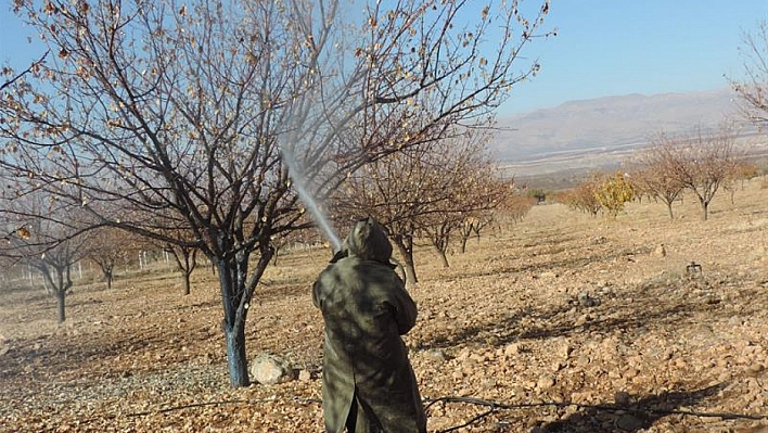 Kayısı Üreticilerine Uyarı: Ağaçları Korumak İçin Bordo Bulamacı Uygulama Zamanı