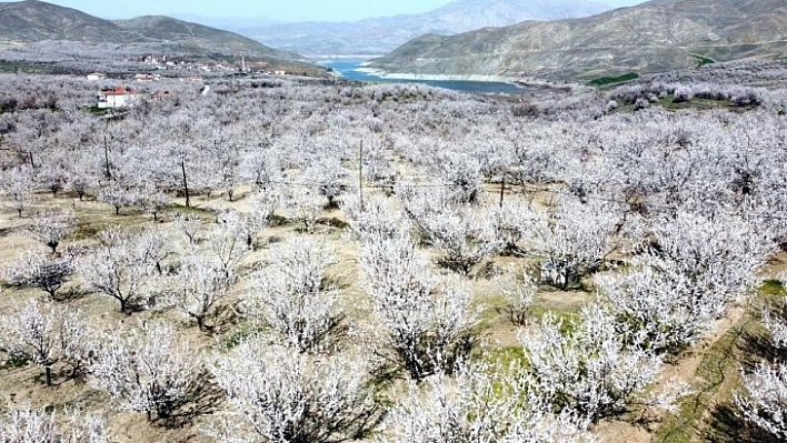 Zirai don uyarısı