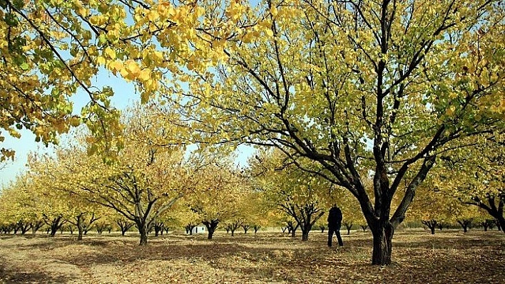 Kayısı üreticisi uyarıldı