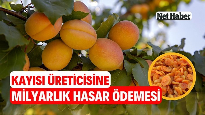 Kayısı üreticisine milyarlık hasar ödemesi