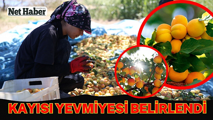 Kayısı yevmiyesi belirlendi