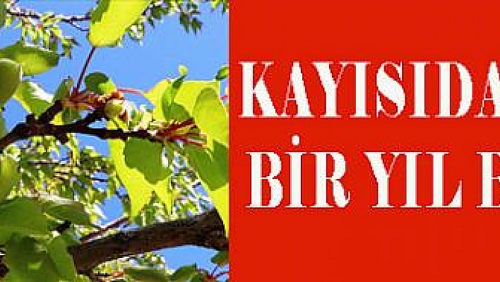 Kayısıda bereketli bir yıl bekleniyor 