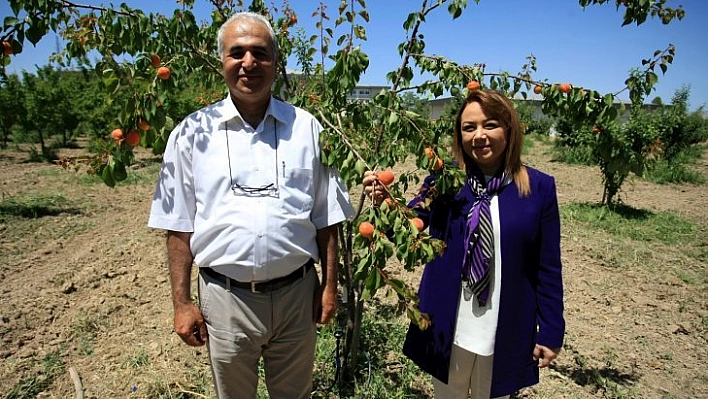 Kayısıda erken hasat