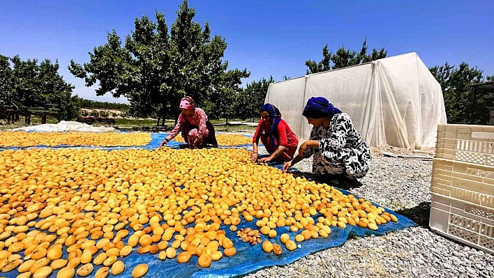 Kayısıda hasat dönemi başladı