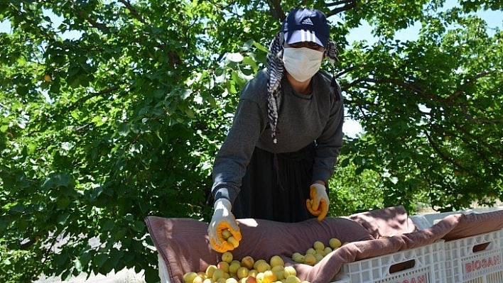 Kayısıda hasat vakti