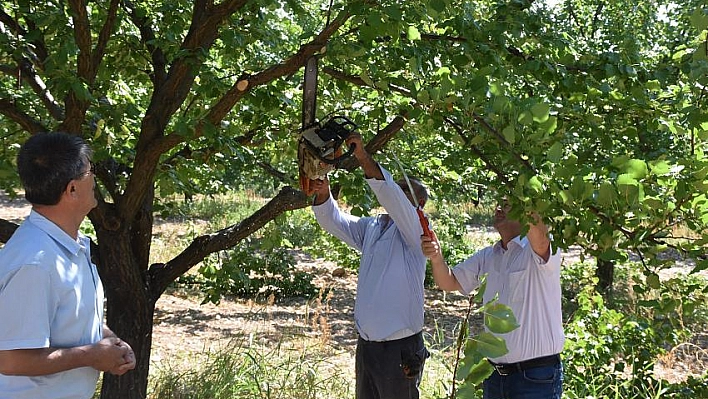 Kayısıda sonbahar bakımı