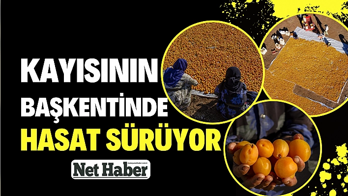 Kayısının başkentinde hasat sürüyor