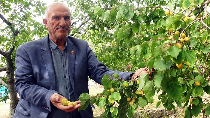 Kayısının bir yılda kullandığını, 20 günde tüketiyor