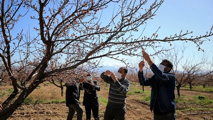 Kayısıyı don vurdu