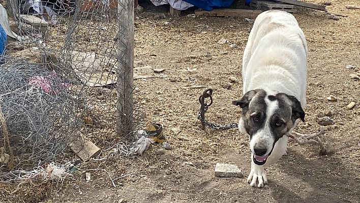 Kayseri'de köpek dehşeti