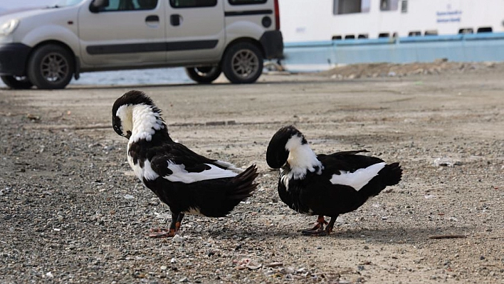 Keban Baraj Gölü, fauna çeşitliliğiyle dikkat çekiyor!