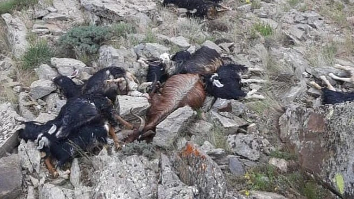 Keçi sürüsüne yıldırım düştü