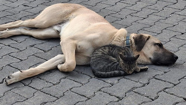 Kedi ile Köpeğin Kıskandıran Dostluğu