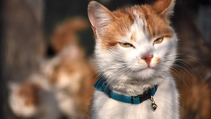 Kedi ve köpekler sahiplerini bekliyor