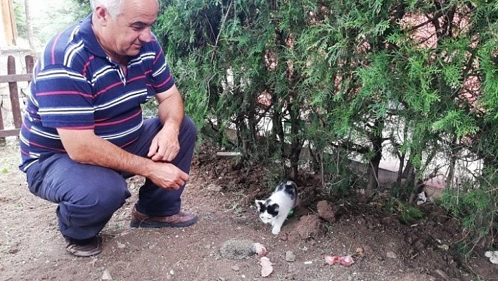 Kedi, yavru kirpiye sahip çıktı