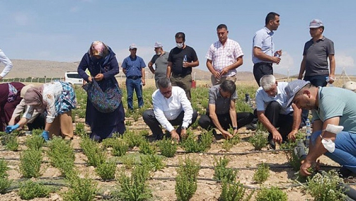 Kekik hasadı başladı