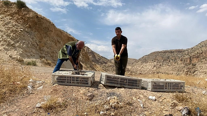 Kene avcısı bin sülün doğaya salındı