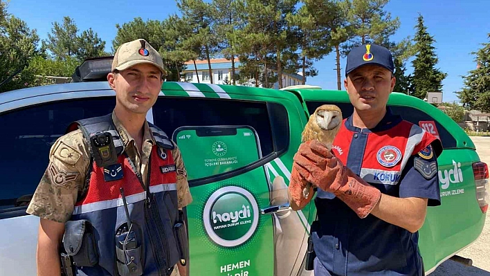 Yaralı peçeli baykuş koruma altına alındı