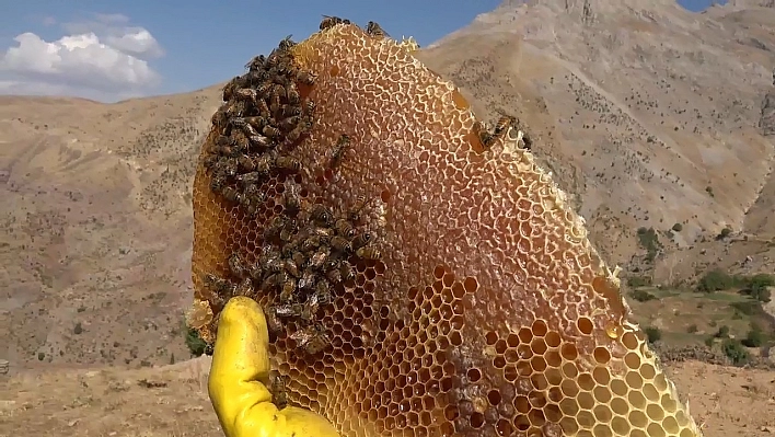 Kilosu 2 bin 500 liradan alıcı buluyor