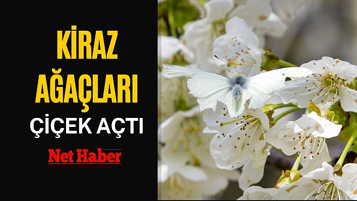 Kiraz ağaçları çiçek açtı