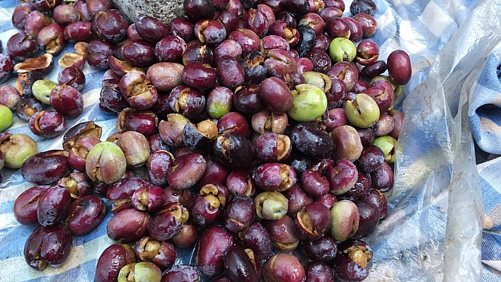 Kırma zeytin sezonu başladı